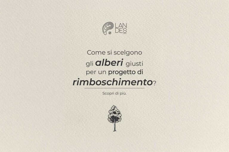 Come si scelgono gli alberi giusti per un progetto di rimboschimento?