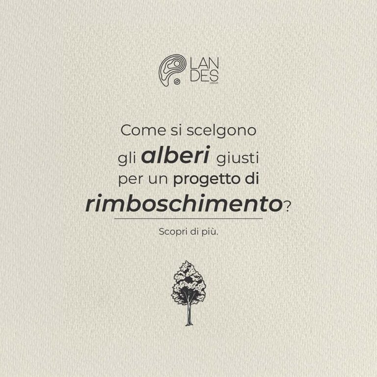 Come si scelgono gli alberi giusti per un progetto di rimboschimento?