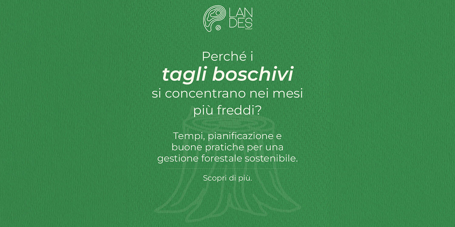 Tagli boschivi nei mesi freddi: perché si eseguono in autunno e inverno