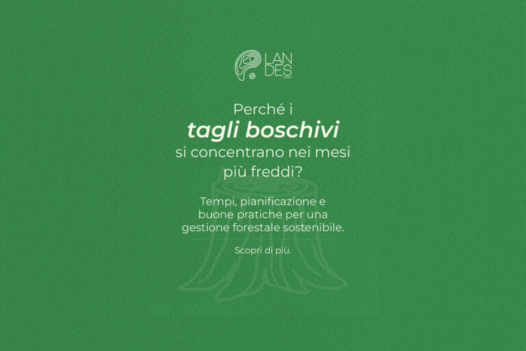 Tagli boschivi nei mesi freddi: perché si eseguono in autunno e inverno