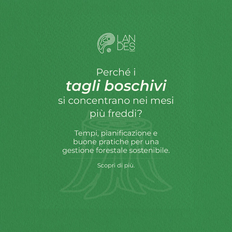 Tagli boschivi nei mesi freddi: perché si eseguono in autunno e inverno